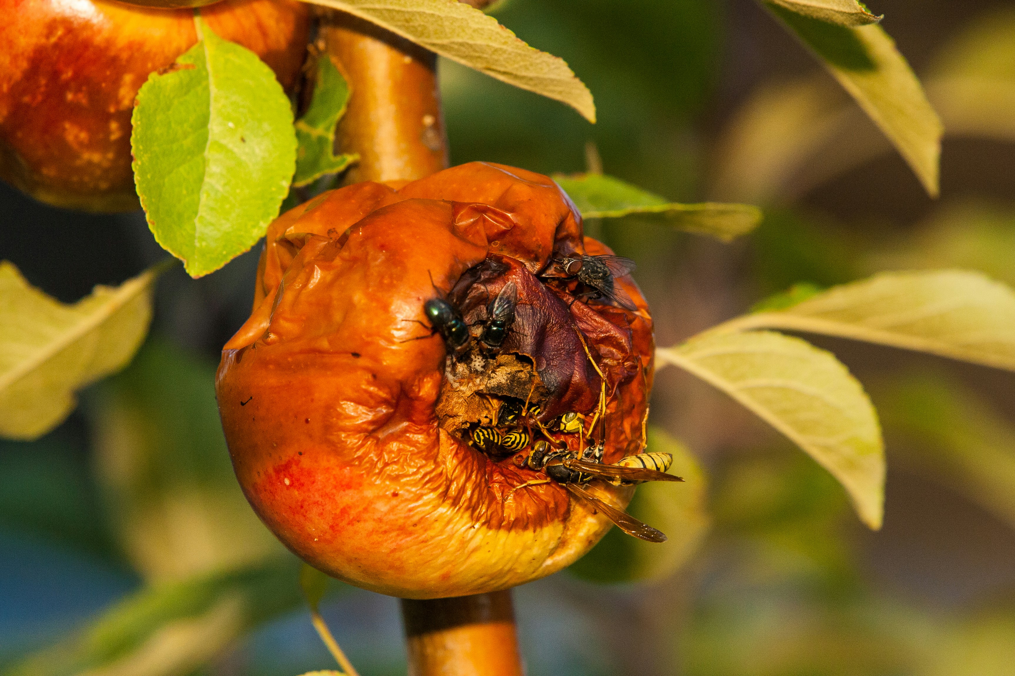 What Do Baby Frogs Eat? - Feeding Nature