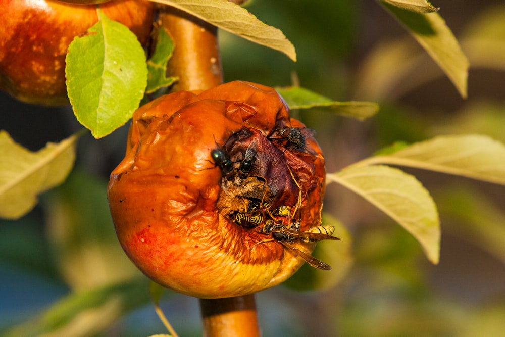 bocciolo di fiore rosso in fotografia ravvicinata