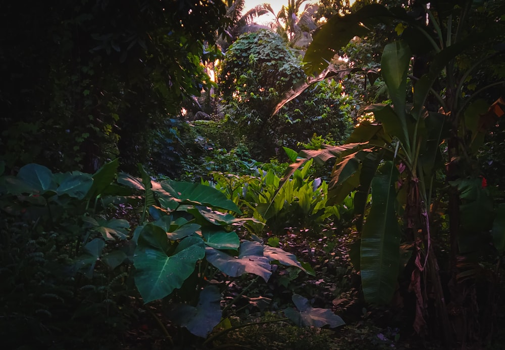 green plants and trees during daytime