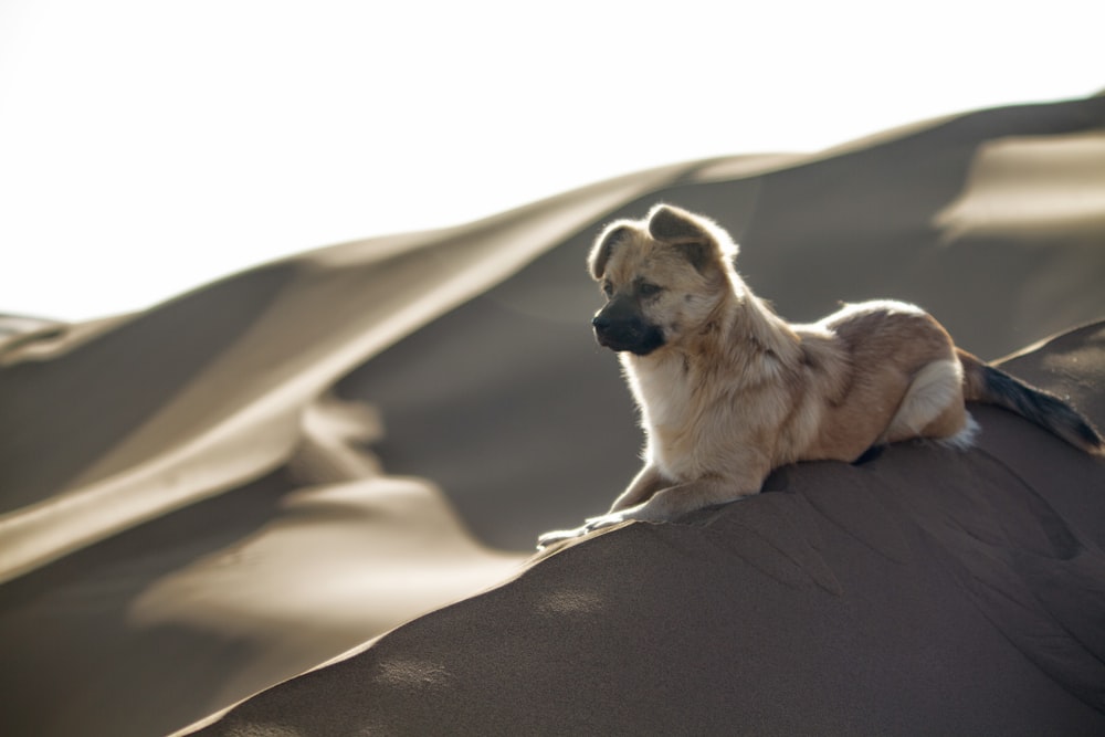 white long coat small dog on brown rock