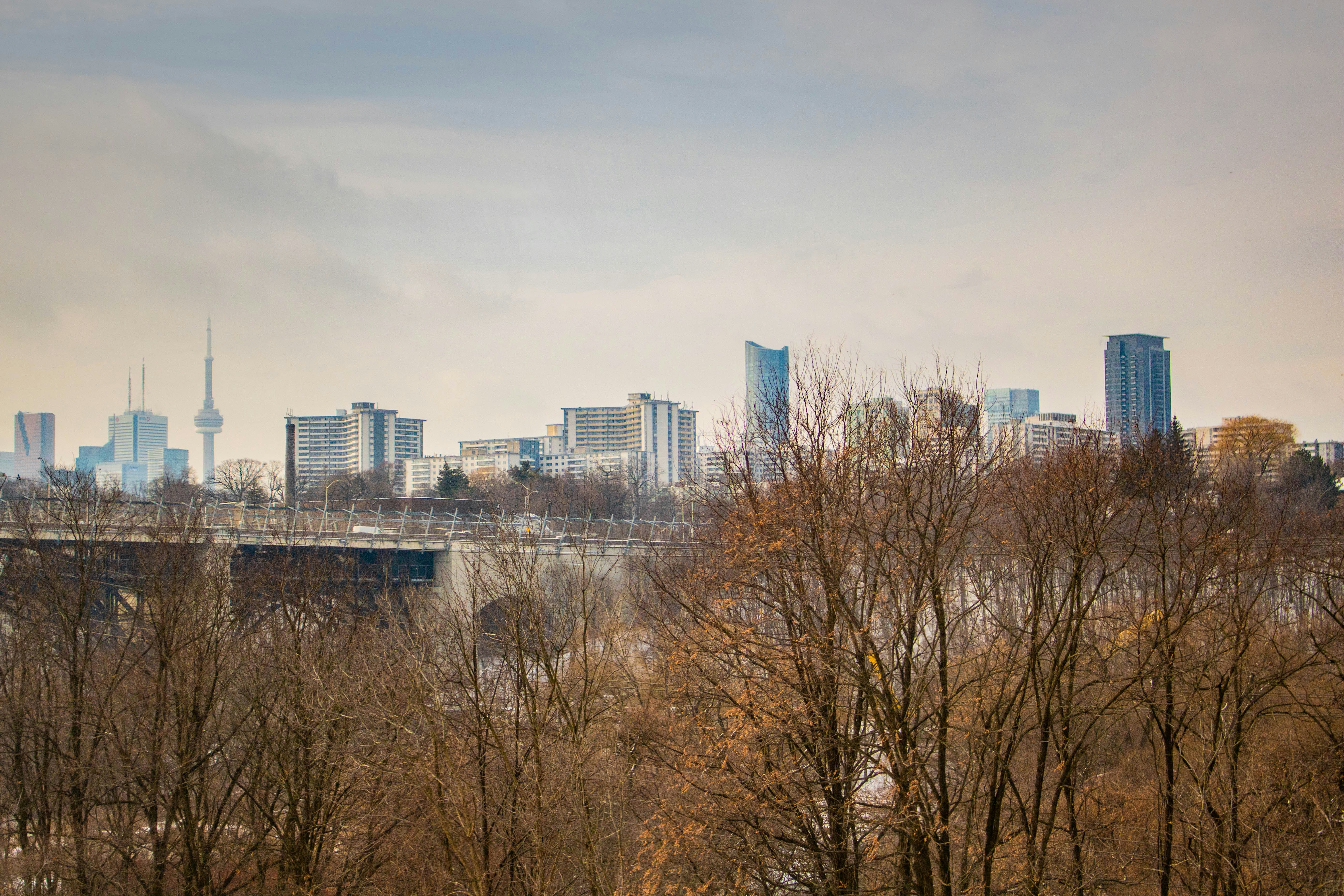 bare trees near city buildings during daytime