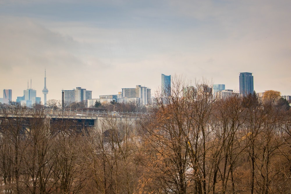 bare trees near city buildings during daytime