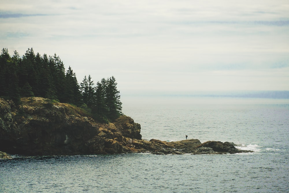 green trees on brown rock formation near sea during daytime