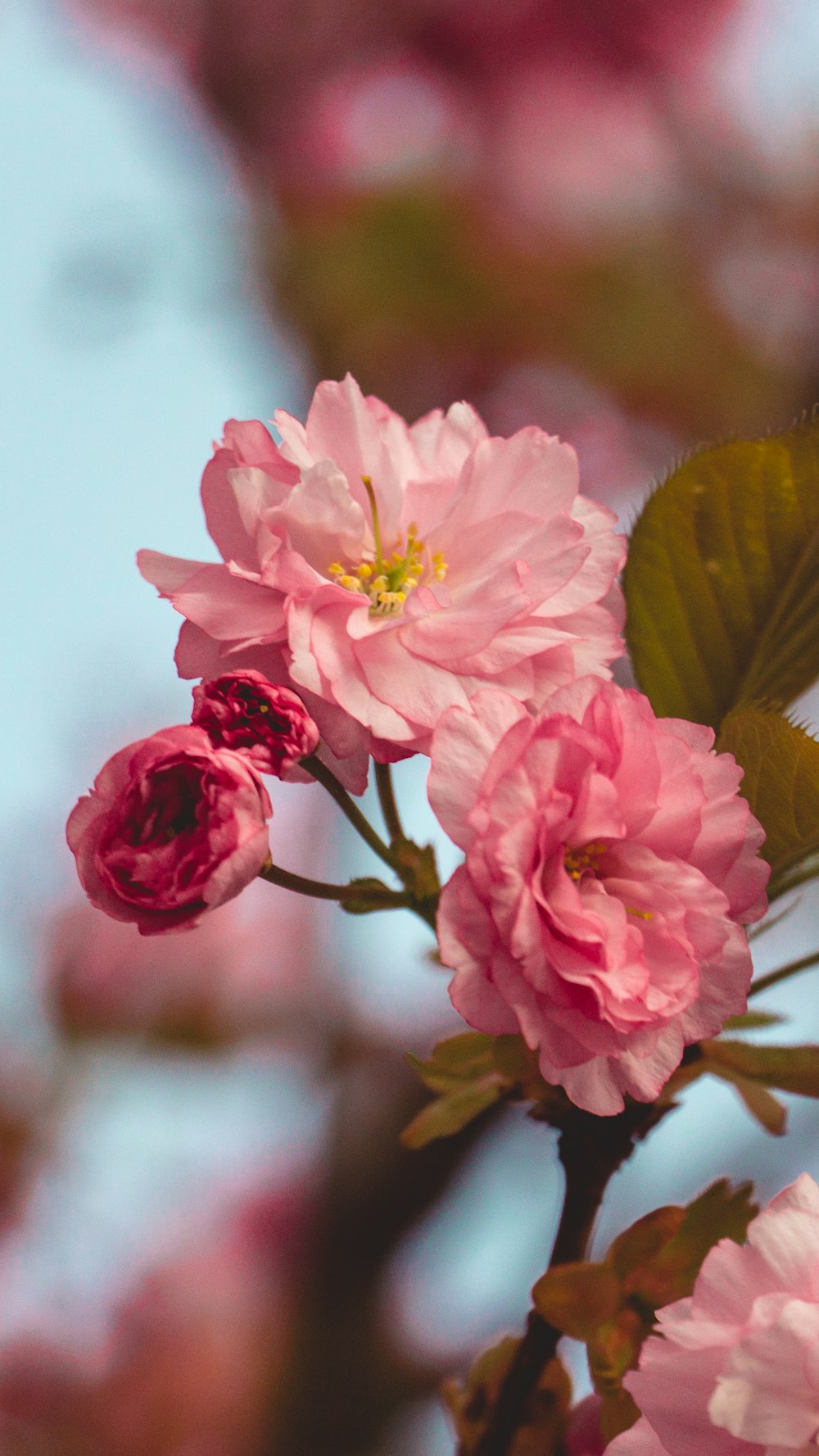 pink flower in tilt shift lens