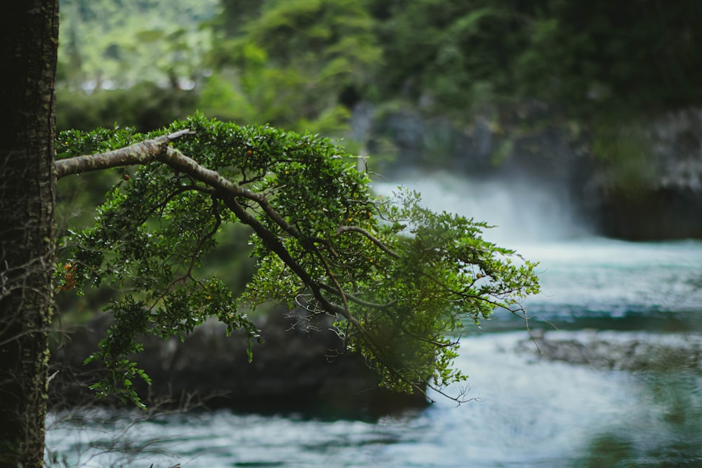 green tree on body of water during daytime