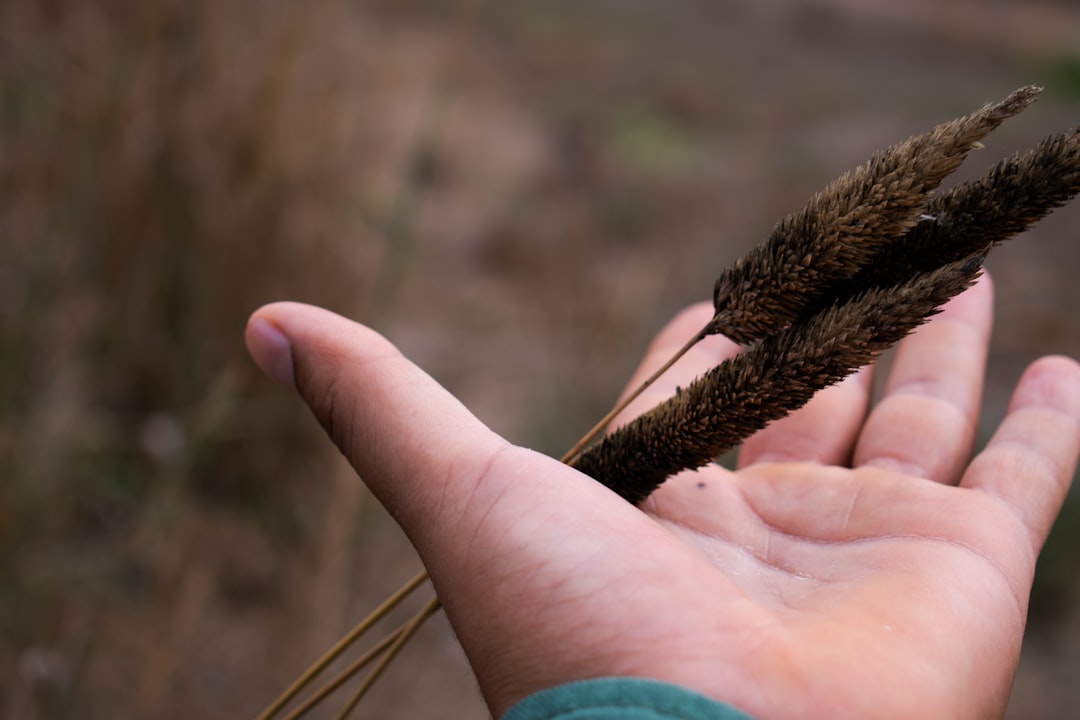 person holding brown dried leaf