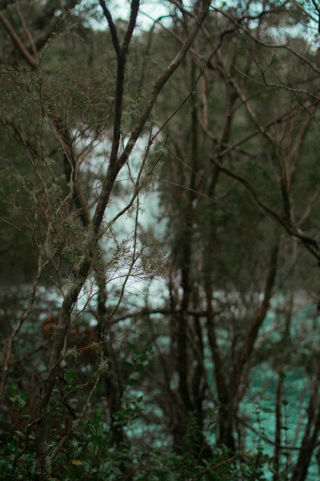 Forest photo spot Saltos Del Petrohue Osorno