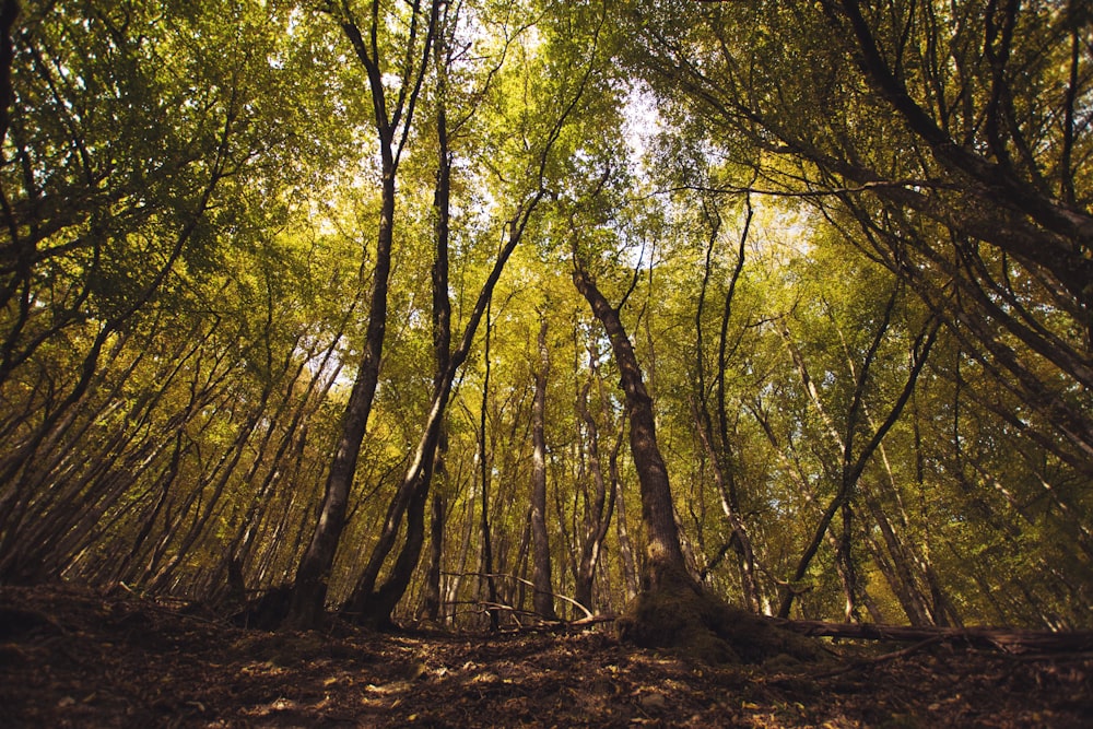 green and brown trees during daytime