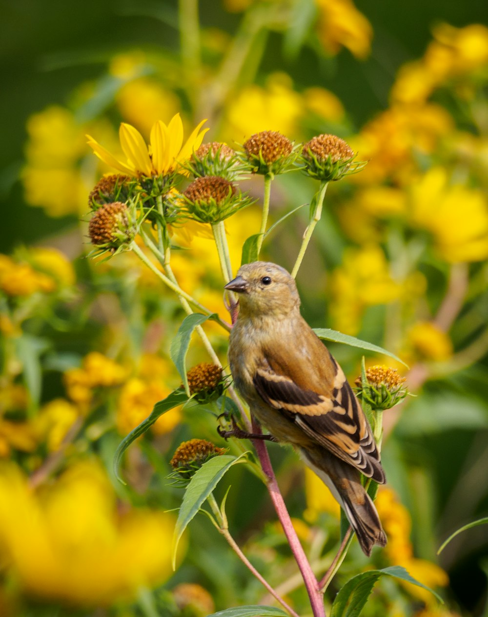 Brauner und weißer Vogel auf gelber Blume