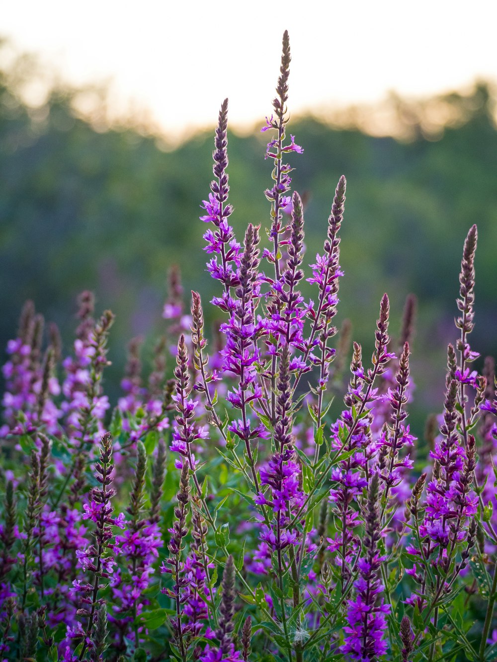 purple flowers in tilt shift lens