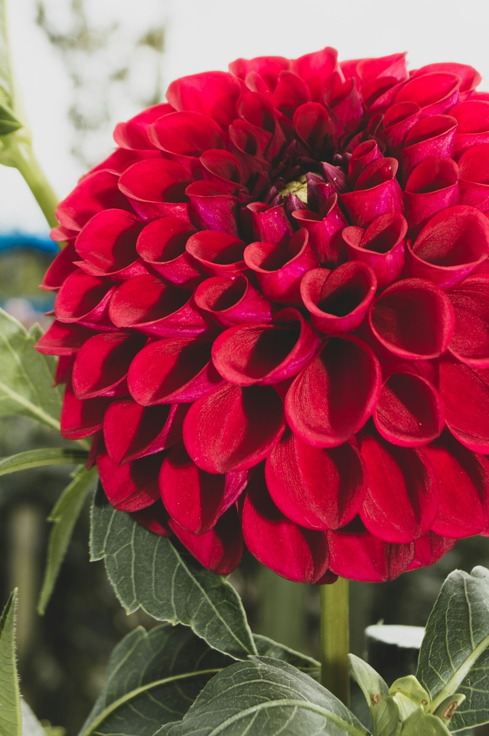 Fleur rouge dans lentille macro