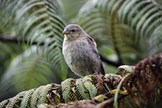 gray and white bird on green tree branch during daytime