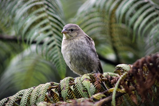 None in Manizales Colombia