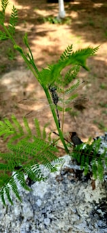 An intricate dragonfly with transparent wings rests on the vibrant green leaves of a fern. The background features a mix of blurred greenery and earthy tones, suggesting a natural outdoor setting.
