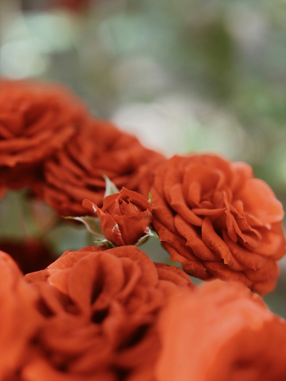 red roses in close up photography