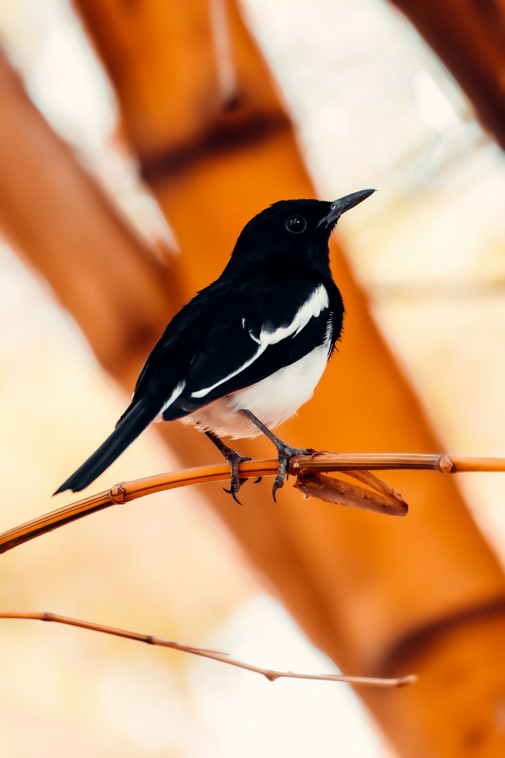 black and white bird on brown tree branch