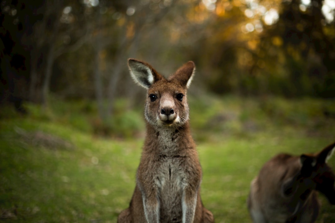 travelers stories about Wildlife in Tuross Head NSW, Australia
