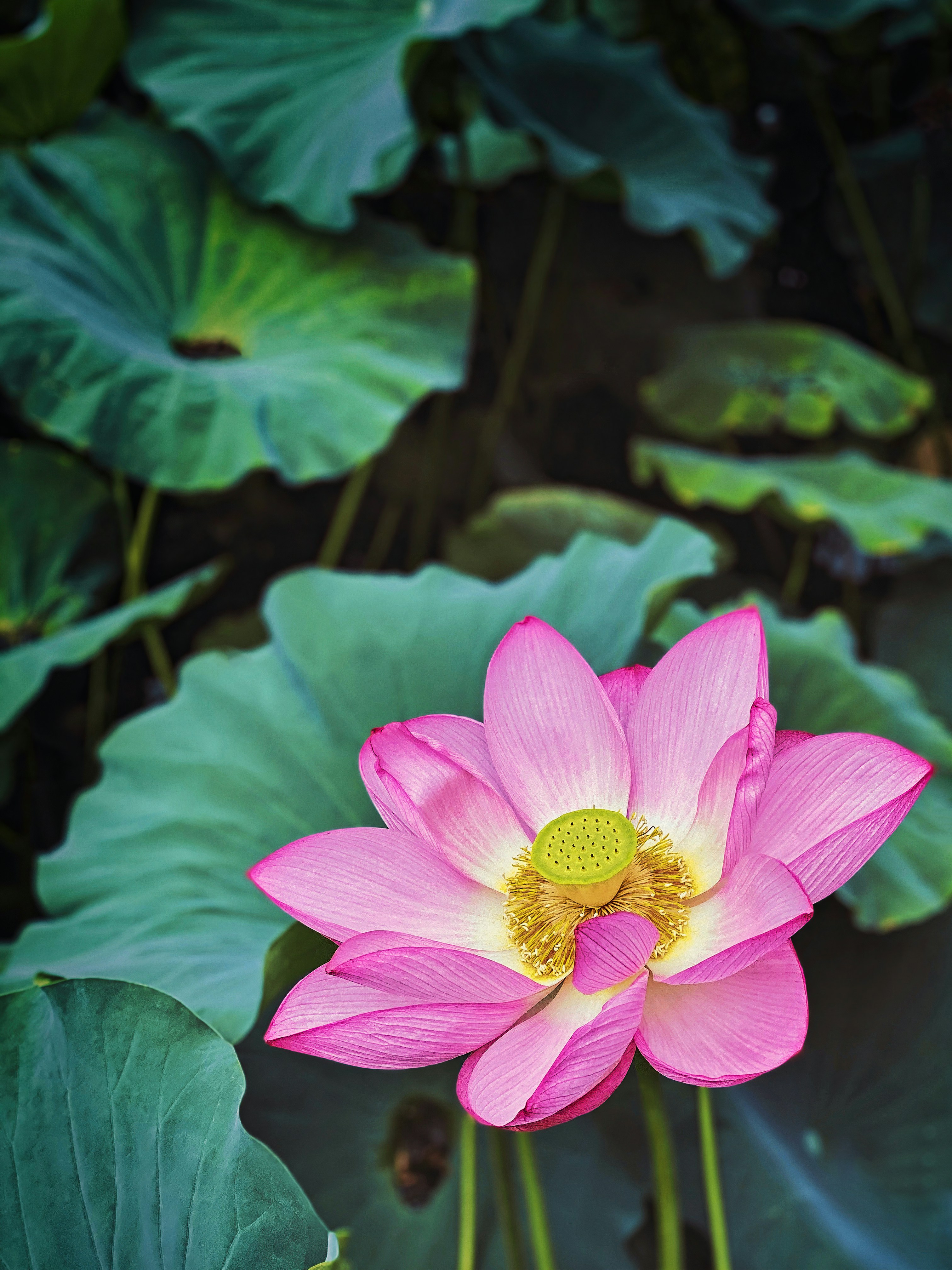 Lotus Flowers Pictures | Download Free Images on Unsplash