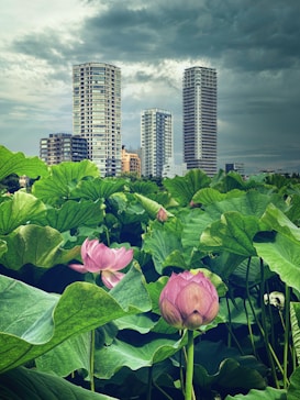 Tall residential buildings rise against a cloudy sky, with lush green leaves of lotus plants and pink blossoms in the foreground.
