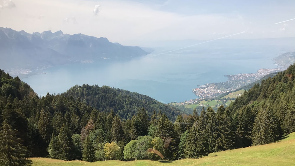 green trees on mountain during daytime