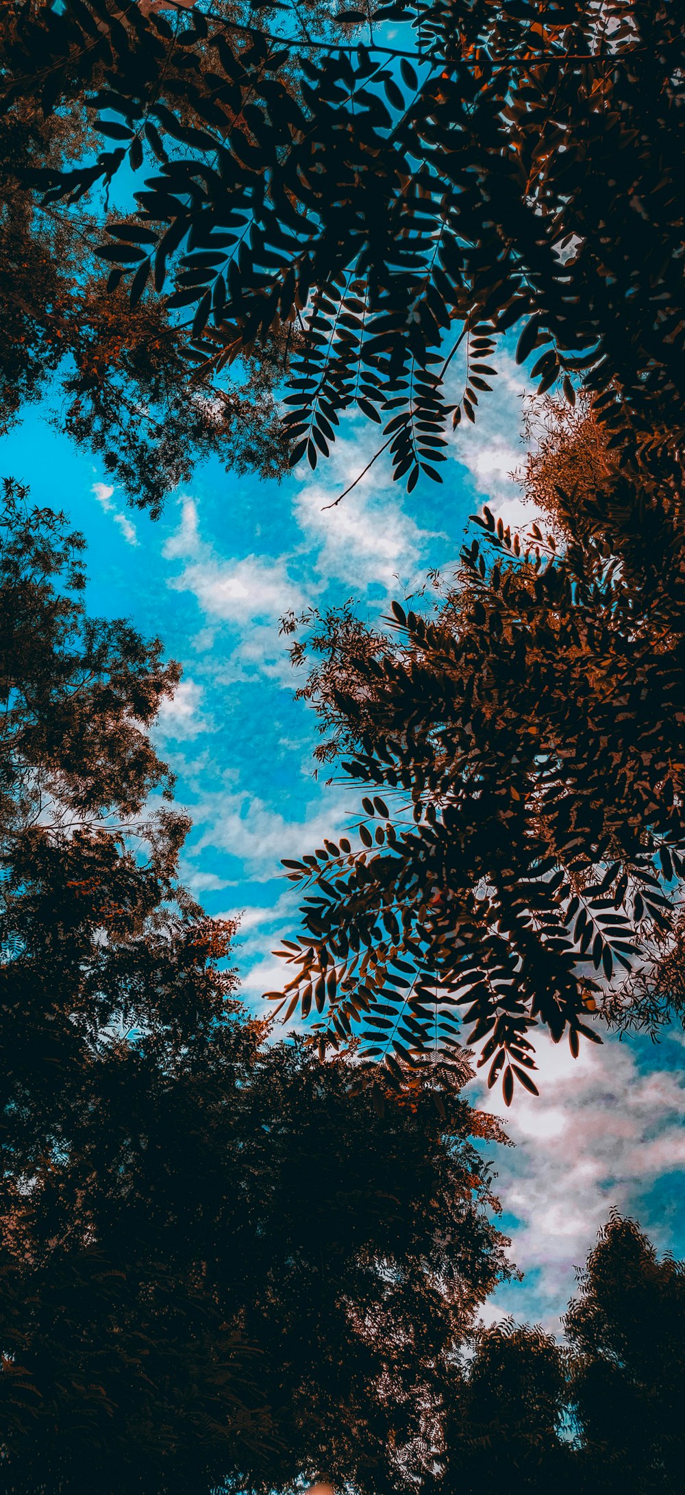 green and brown trees under blue sky