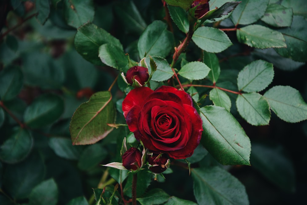 Rosa rossa in fiore durante il giorno