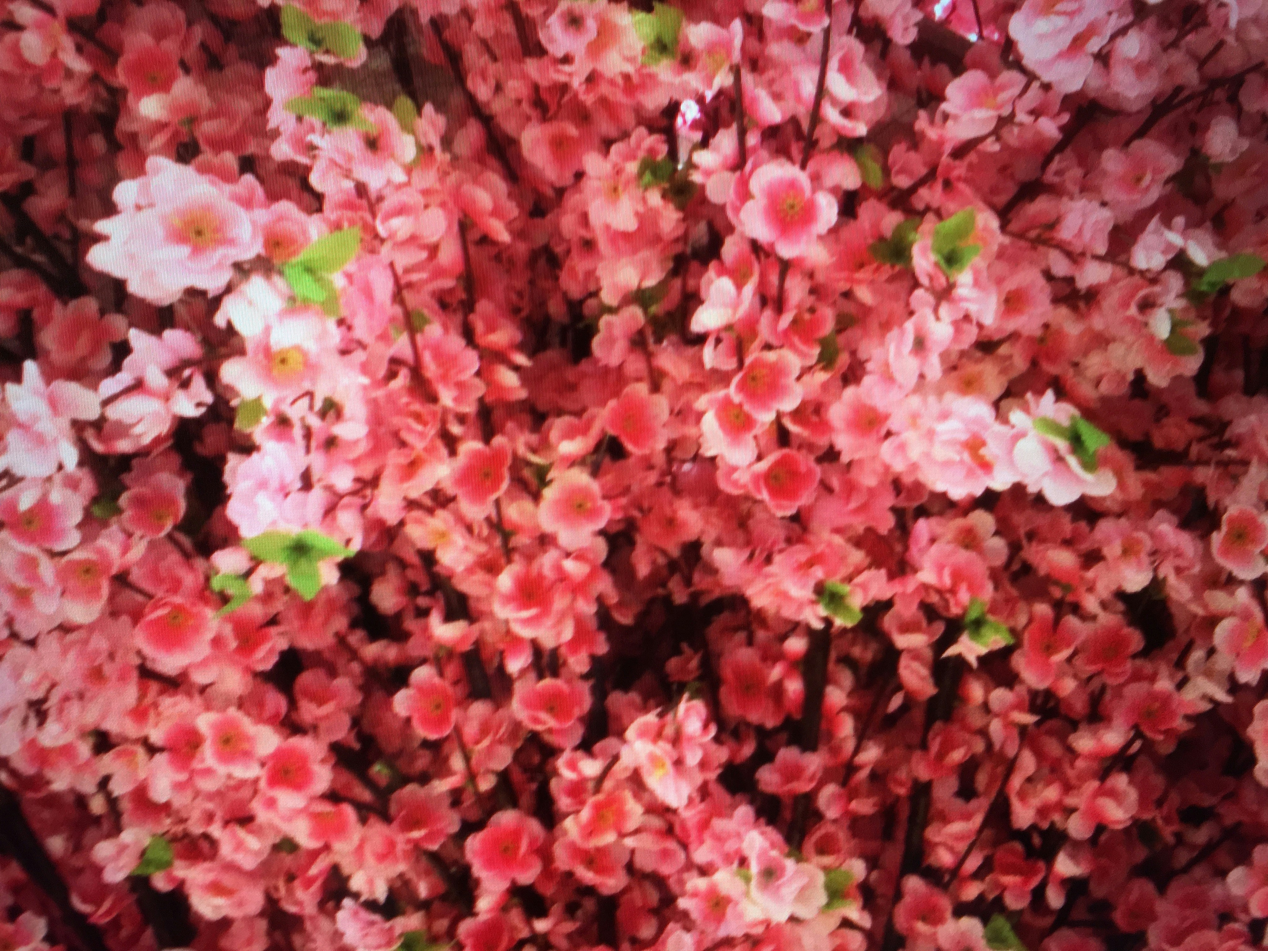 Photo by geethunatraj