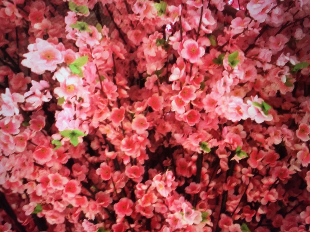 pink and white flowers during daytime