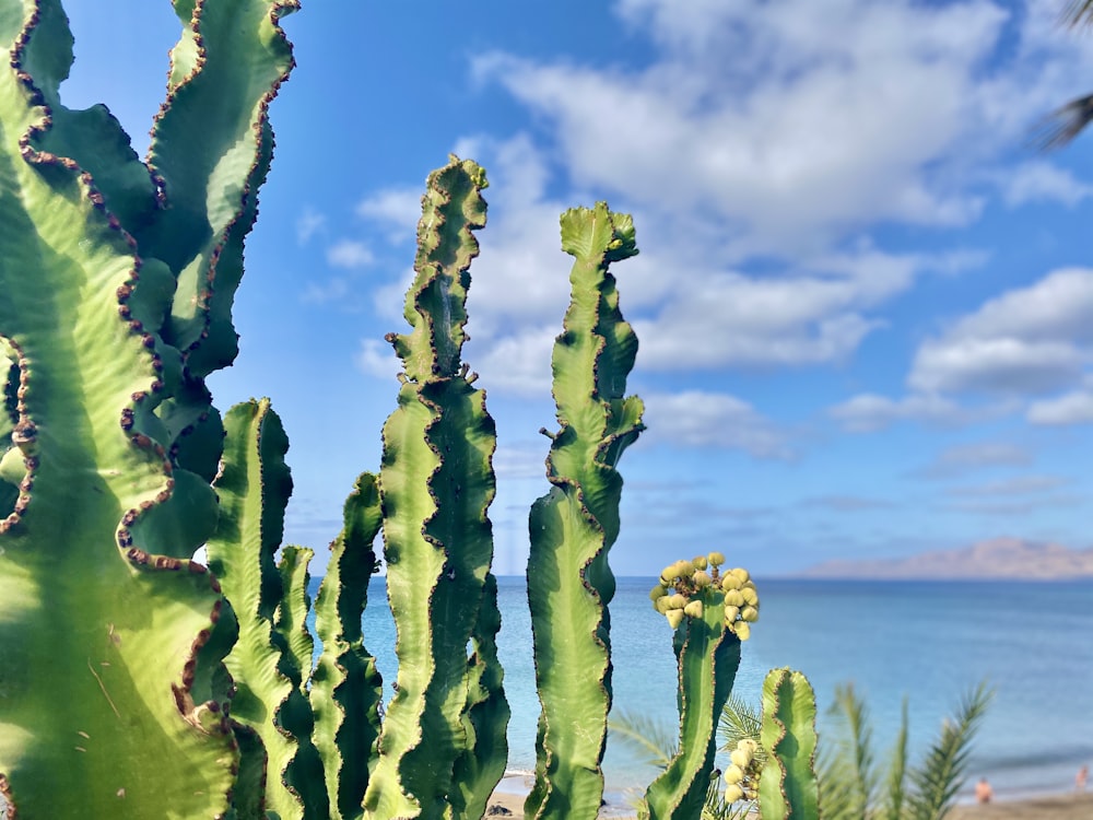 Cactus verde cerca del cuerpo de agua durante el día