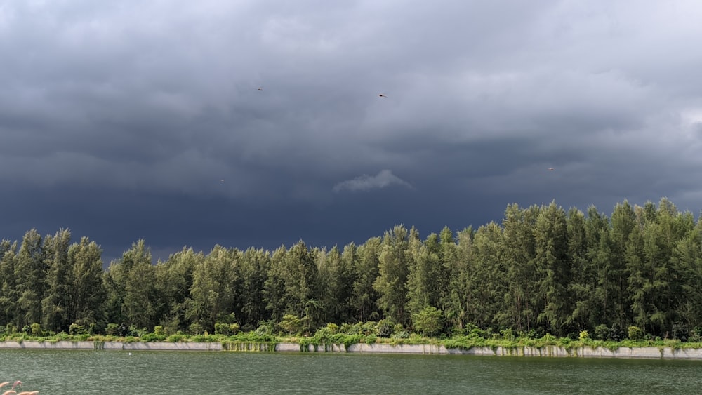 green trees near body of water under gray sky