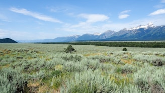 green grass field near mountain under blue sky during daytime