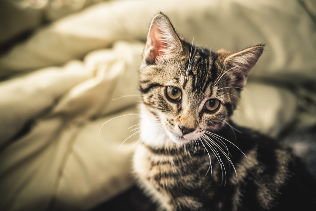 brown tabby cat on white textile