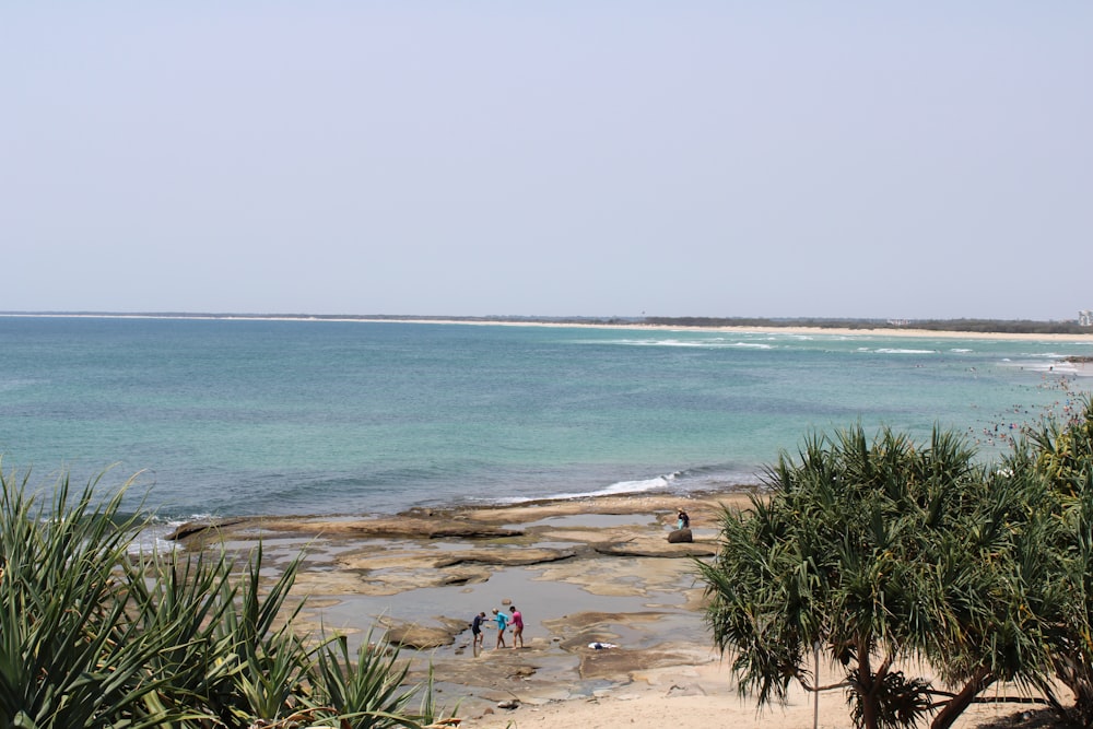 people on beach during daytime