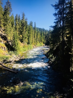 A clear, winding river flows through a scenic, forested landscape. Tall evergreen trees line both sides of the river, with sunlight filtering through their branches. The sky is bright blue, and rocks are visible under the translucent water in the foreground.