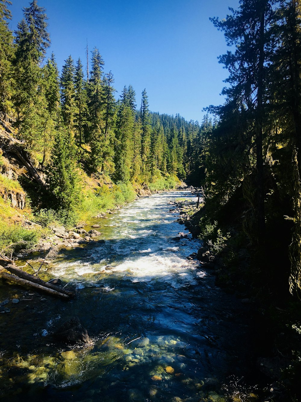 green trees beside river under blue sky during daytime