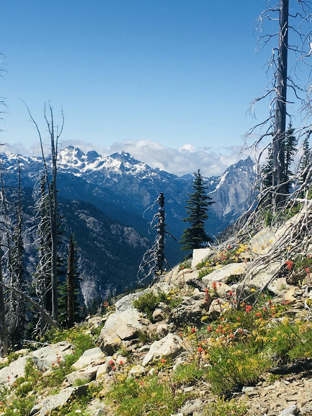 green trees on mountain under blue sky during daytime