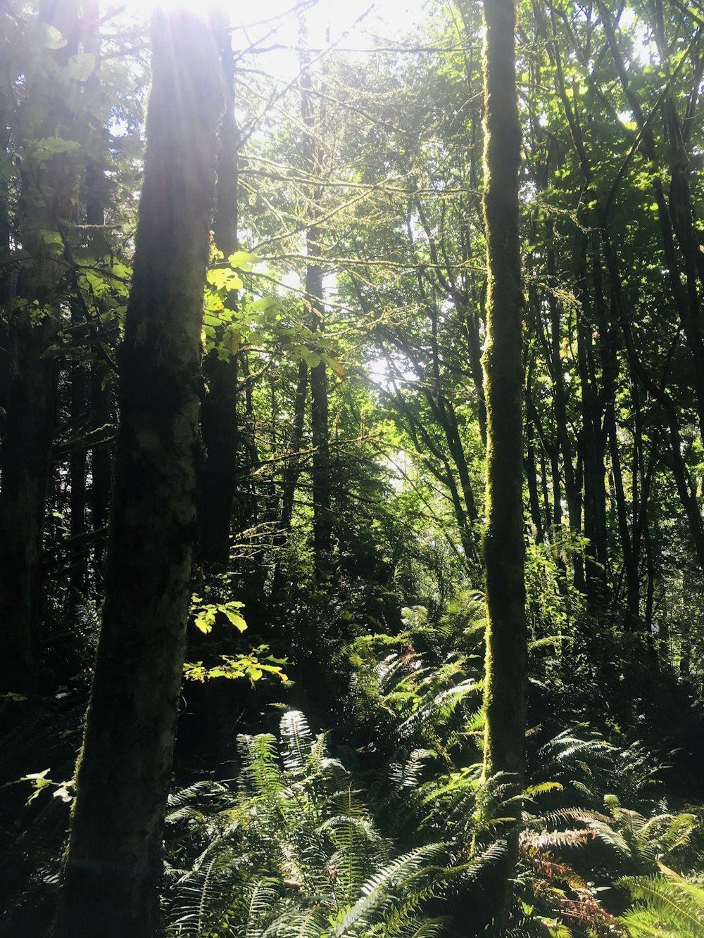 green trees and plants during daytime