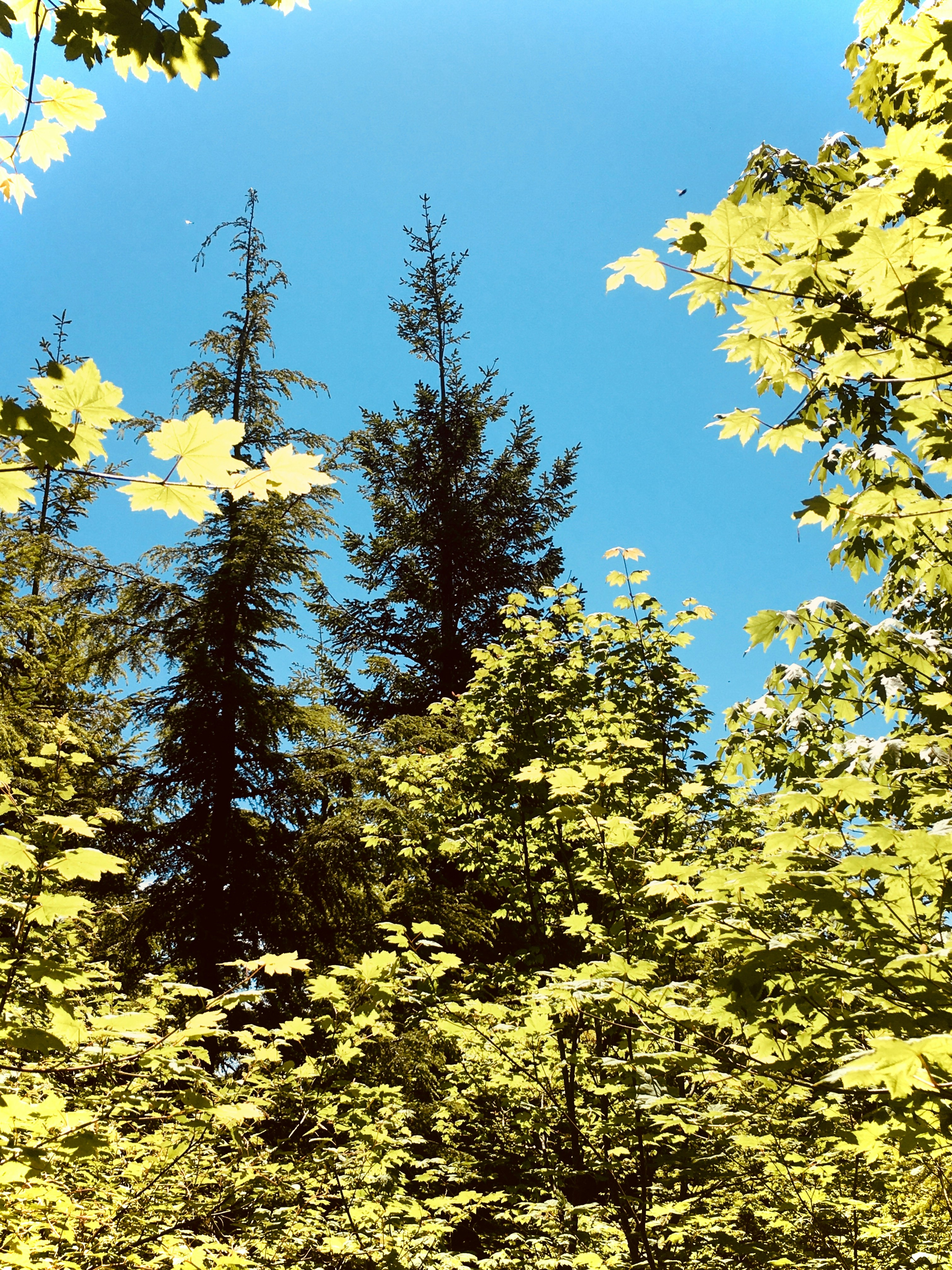 folhas amarelas no galho da árvore sob o céu azul durante o dia