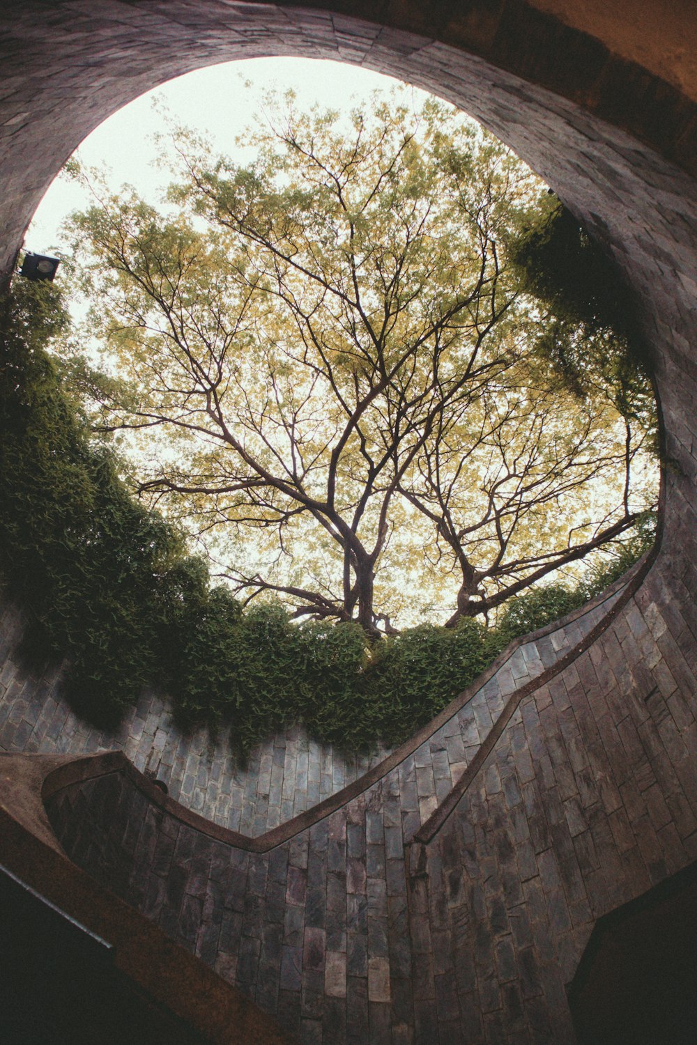 green trees on brown wooden bridge