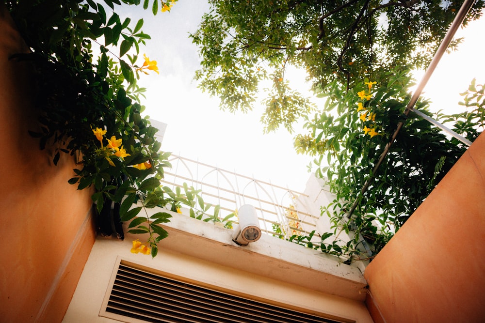 green leaf tree near white wall