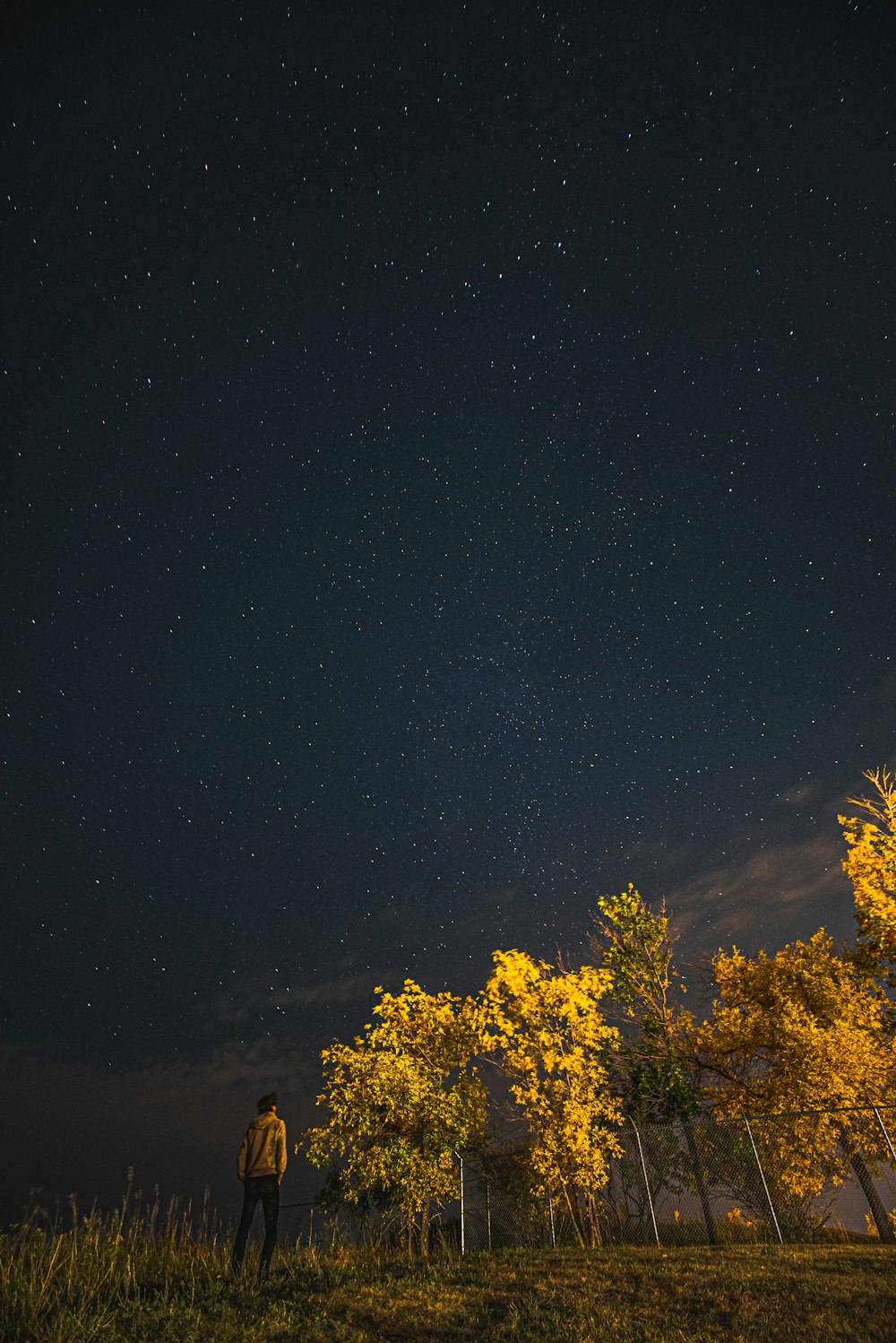 green trees under starry night