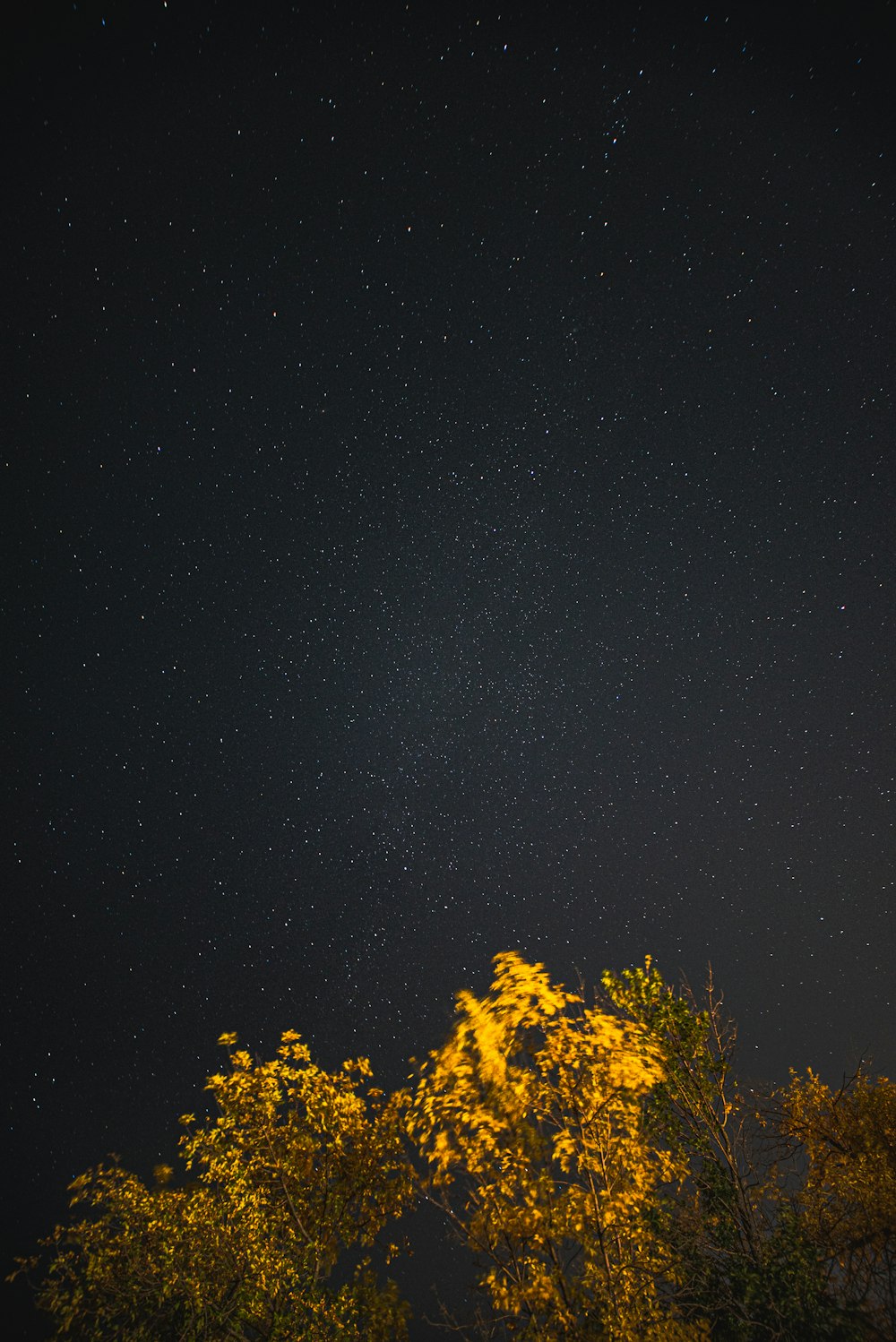 green trees under starry night