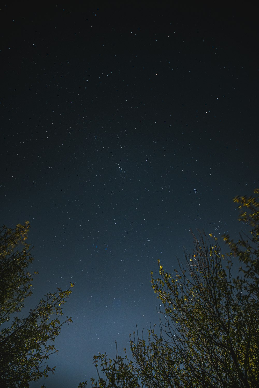 green trees under blue sky during night time