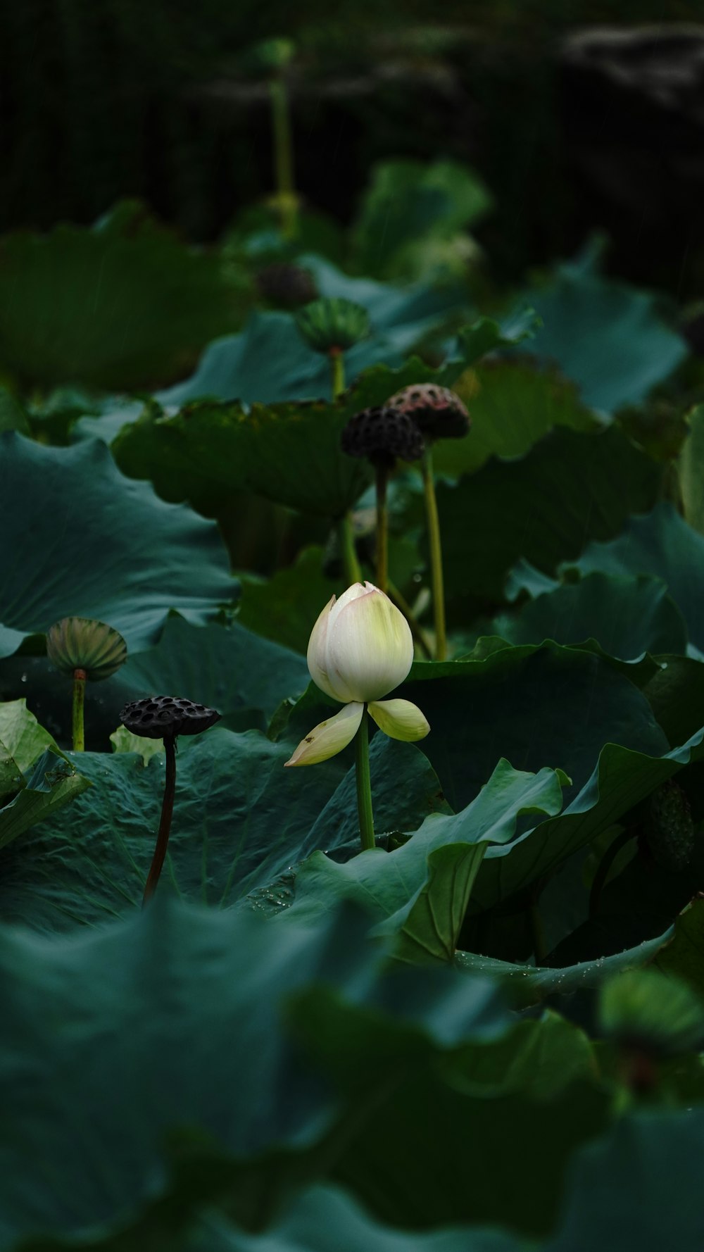 white flower with green leaves