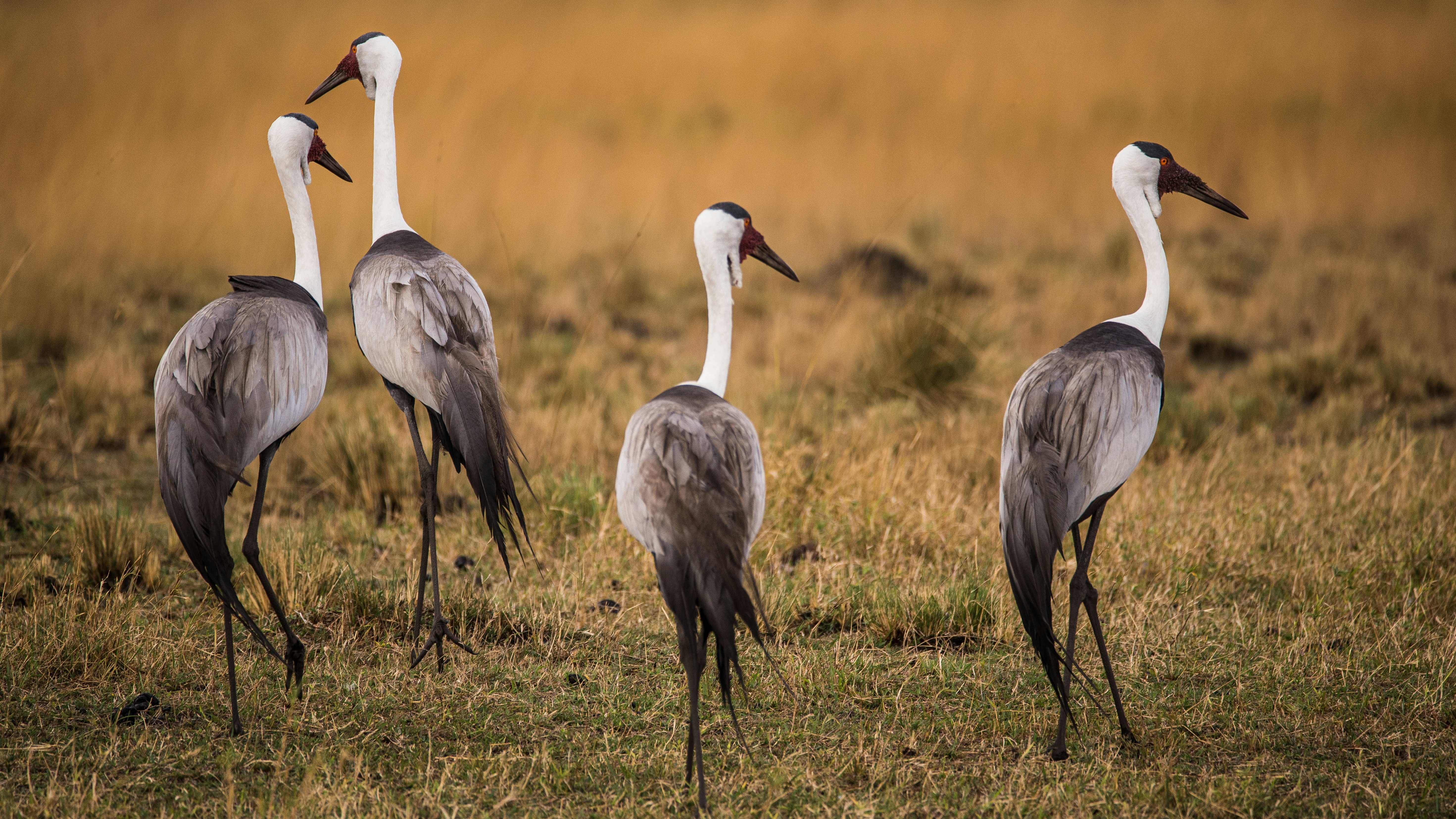 Cranes in the african savannah