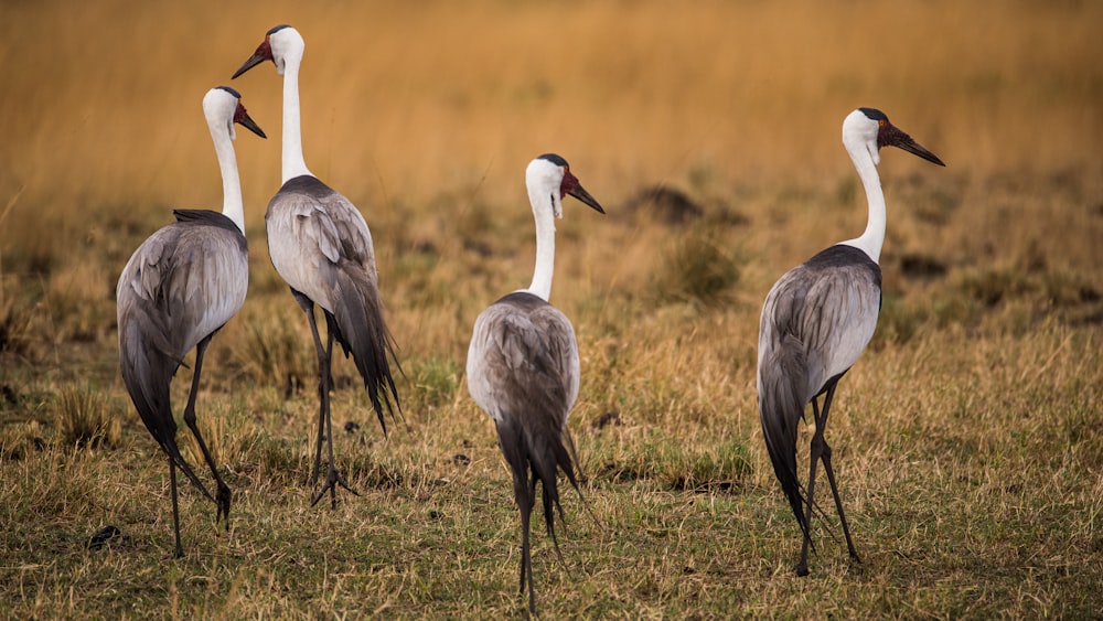 white and gray bird on brown grass during daytime