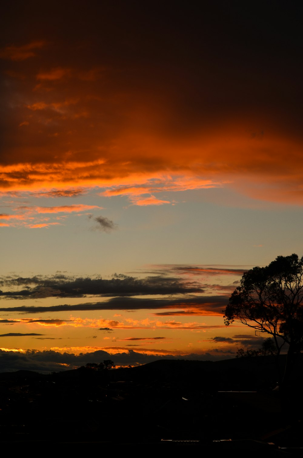 silhouette of trees during sunset