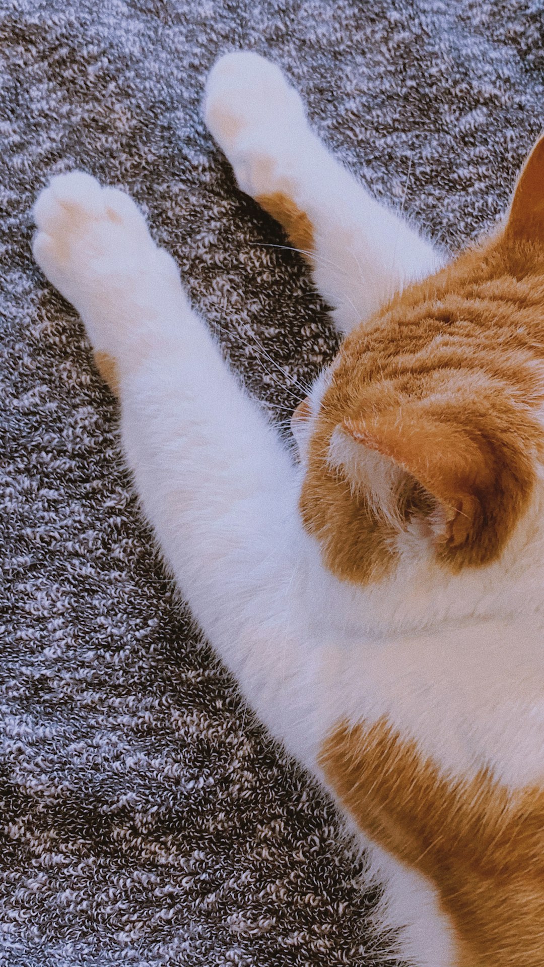 orange and white tabby cat