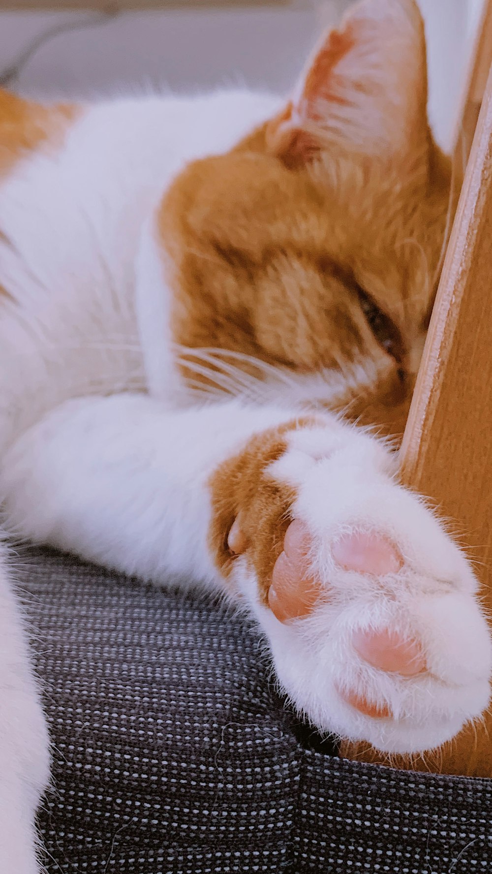 orange and white tabby cat