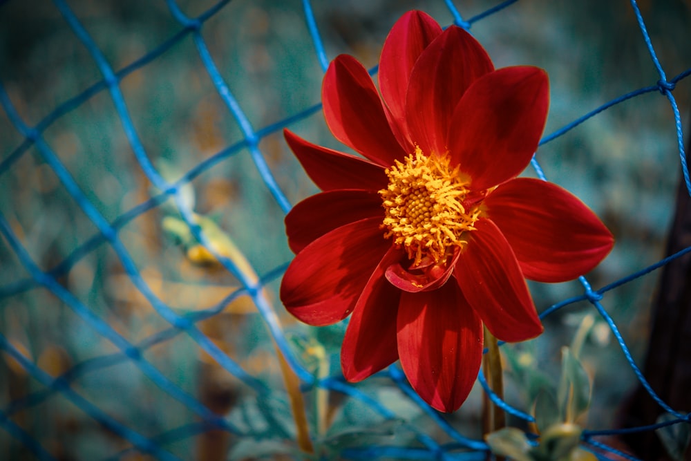 red flower in tilt shift lens